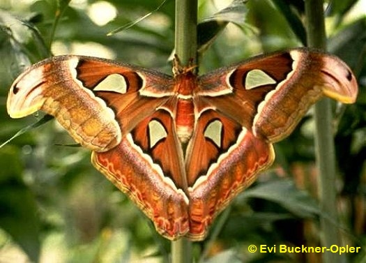 Atlas Moth