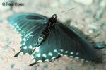 Pipevine Swallowtail (Battus philenor)