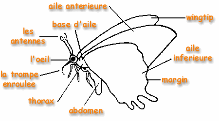 bfly-parts_fr.gif