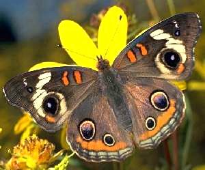 Common Buckeye (Junonia coenia) Common Buckeye (Junonia coenia)