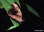 Mexican Catonephele (Catonephele mexicana)