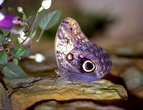 Owl Butterfly (Caligo memnon) Owl Butterfly (Caligo memnon)