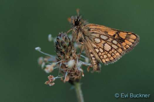 Chequered Skipper (Carterocephalus palaemon) Chequered Skipper (Carterocephalus palaemon)