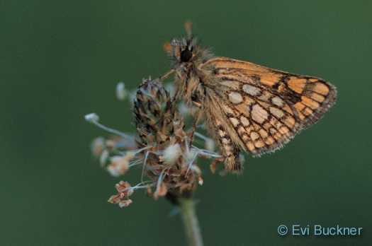 Chequered Skipper (Carterocephalus palaemon)