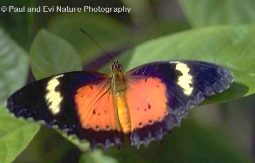 Cethosia Butterfly