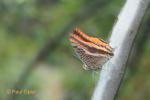 Two-tailed Pasha (Charaxes jasius)