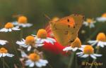 Clouded Yellow (Colias crocea)