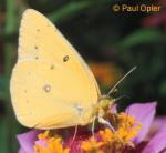 Alfalfa Butterfly/Orange Sulfur (Colias eurytheme)