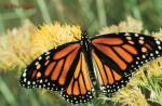 Monarch (Danaus plexippus)