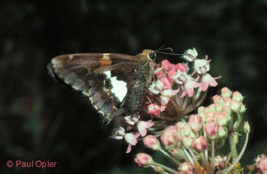 Silver-Spotted Skipper (Epargyreus clarus) Silver-Spotted Skipper (Epargyreus clarus)