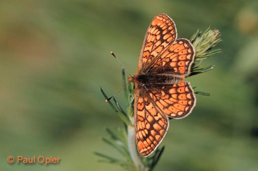 Marsh Fritillary (Euphydryas aurinia) Marsh Fritillary (Euphydryas aurinia)
