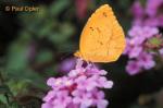 Sleepy Orange (Abaeis nicippe)