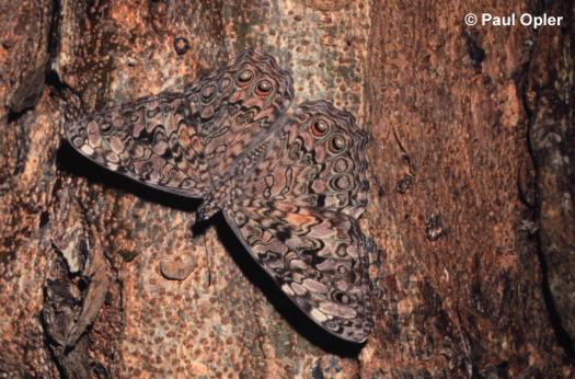 Gray Cracker (Hamadryas februa) Gray Cracker (Hamadryas februa)