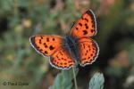 Purple Shot Copper (Heodes alciphron)