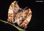 Leafwings (Hypna clytemnestra) Leafwings (Hypna clytemnestra)