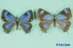 Colorado Hairstreak (Hypaurotis crysalus)