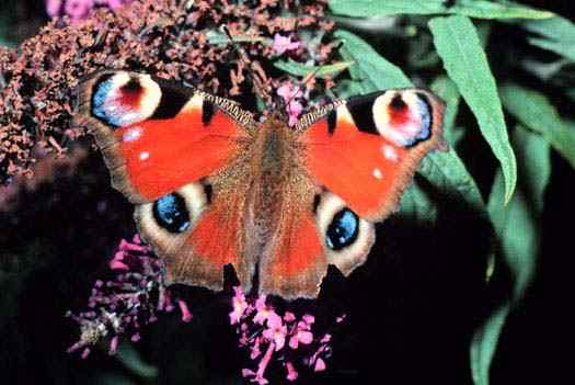 The Peacock (Inachis io) The Peacock (Inachis io)