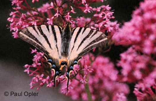 Scarce Swallowtail (Iphiclides podalirius) Scarce Swallowtail (Iphiclides podalirius)