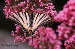 Scarce Swallowtail (Iphiclides podalirius)