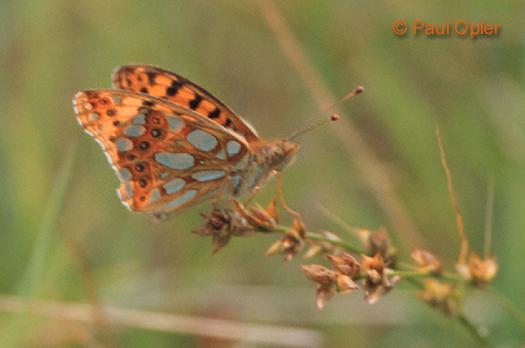 Queen of Spain Fritillary (Issoria lathonia) Queen of Spain Fritillary (Issoria lathonia)