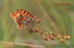 Queen of Spain Fritillary (Issoria lathonia)