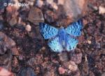 Blue Metalmark (Lasaia agesilas)
