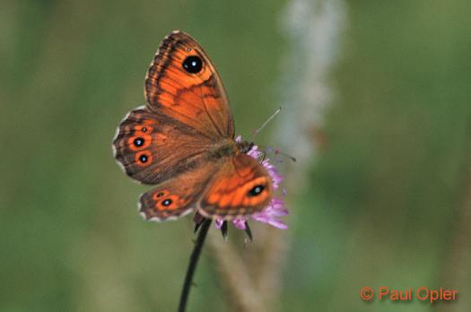 Wall Butterfly (Lasiommata megera) Wall Butterfly (Lasiommata megera)