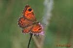 Wall Butterfly (Lasiommata megera)