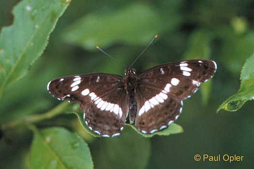 White Admiral (Limentitis camilla) White Admiral (Limentitis camilla)