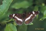 White Admiral (Limentitis camilla)