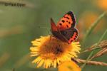 Small Copper (Lycaena phlaeas)