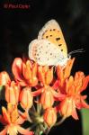 American/Little Copper (Lycaena phlaeas)