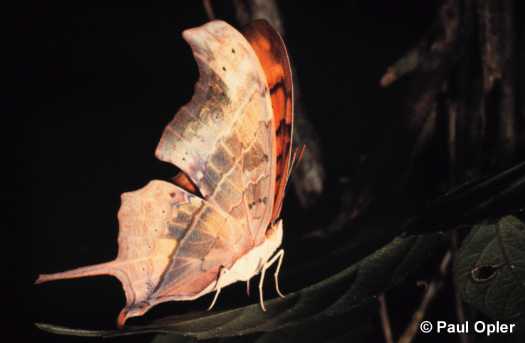 Ruddy Daggerwing (Marpesia petreus) Ruddy Daggerwing (Marpesia petreus)