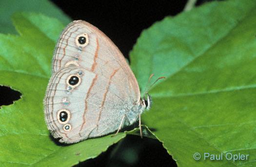 Little Wood Satyr (Megisto cymela)