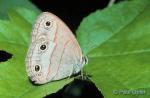 Little Wood Satyr (Megisto cymela)