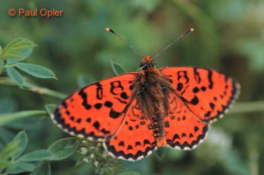 Spotted Fritillary (Melitaea didyma) Spotted Fritillary (Melitaea didyma)