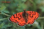 Spotted Fritillary (Melitaea didyma)