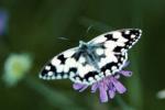 The Checkerboard (Melanargia galathea)