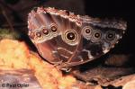 Morpho Butterfly (Morpho peleides) Morpho Butterfly (Morpho peleides)