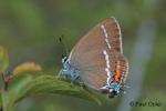 Blue Spot Hairstreak (Satyrium spini)