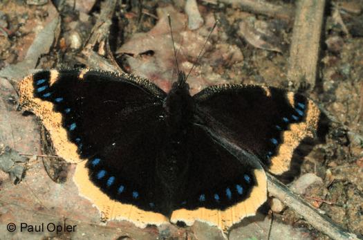Mourning Cloak (Nymphalis antiopa) Mourning Cloak (Nymphalis antiopa)