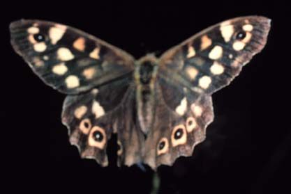 Speckled Wood Butterfly (Pararge aegeria) Speckled Wood Butterfly (Pararge aegeria)