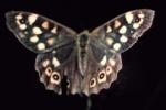 Speckled Wood Butterfly (Pararge aegeria)