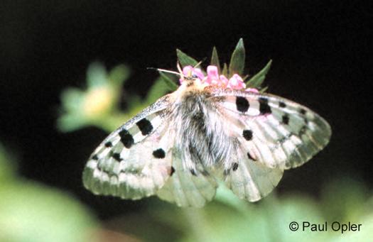 Apollo Butterfly (Parnassius apollo) Apollo Butterfly (Parnassius apollo)