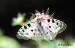 Apollo Butterfly (Parnassius apollo)