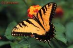 Tiger Swallowtail (Papilio glaucus)