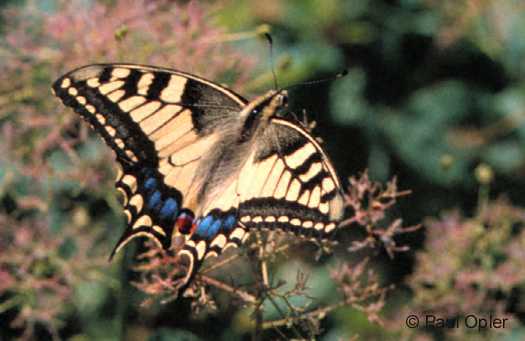 Old World Swallowtail (Papilio machaon) Old World Swallowtail (Papilio machaon)