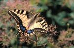 Old World Swallowtail (Papilio machaon)