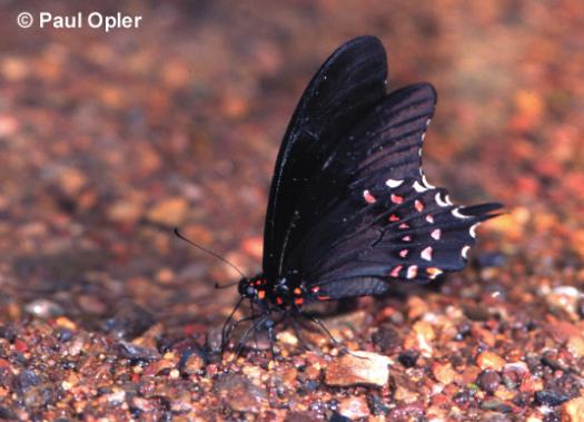 Pink-spotted Swallowtail (Papilio pharnaces) Pink-spotted Swallowtail (Papilio pharnaces)