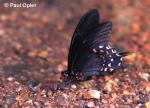 Pink-spotted Swallowtail (Papilio pharnaces) Pink-spotted Swallowtail (Papilio pharnaces)